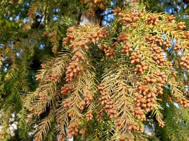 花粉症の方必見！花粉の季節のたるみ対策